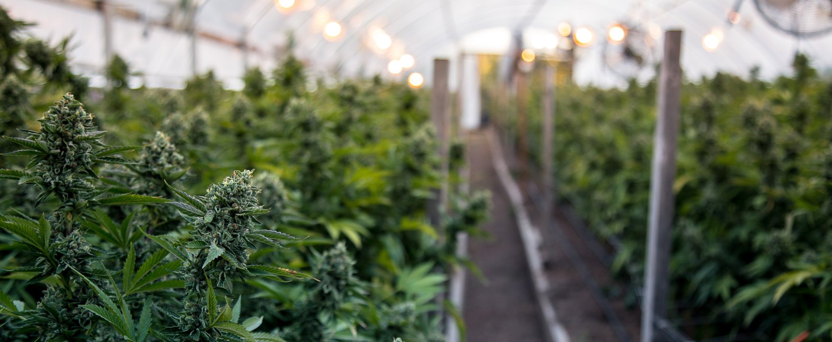 indoor cannabis growing facility
