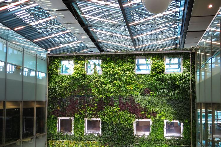 a "green wall" of plants at an indoor growing facility
