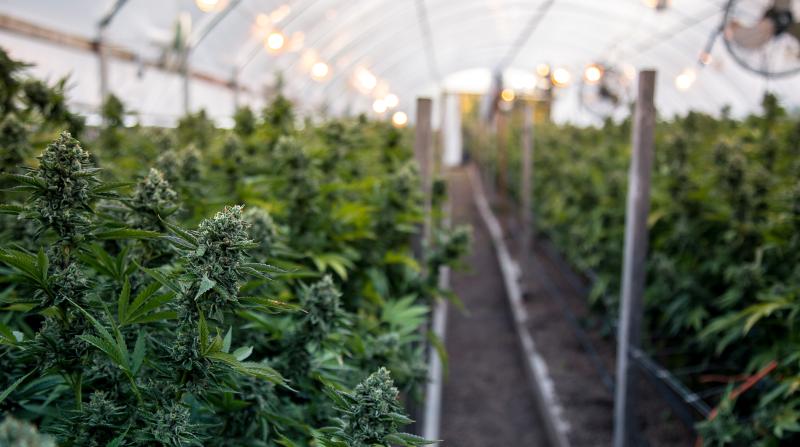 indoor cannabis grow operation