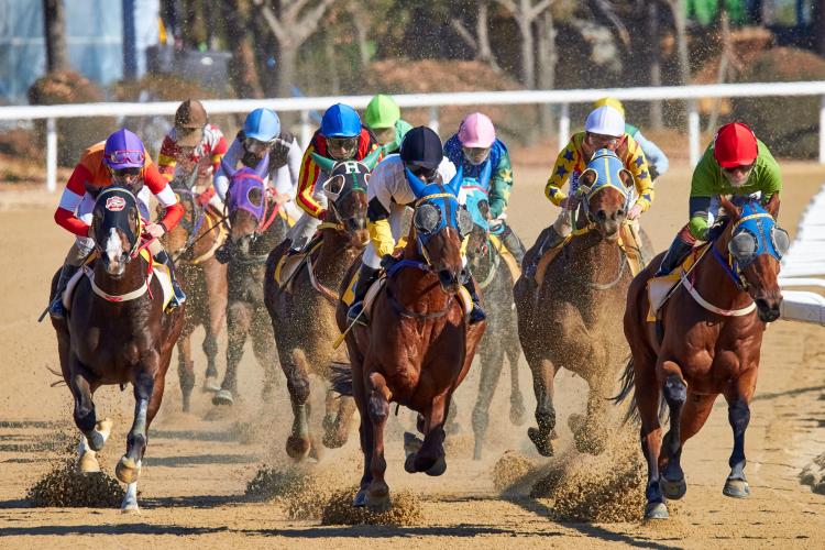 horses racing on a track